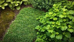 ground cover alternatives to grass