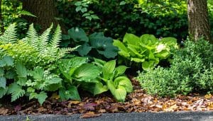 ground cover plants for shaded areas
