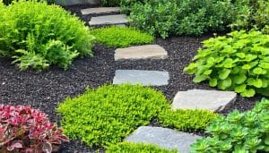 best ground covers for landscaping