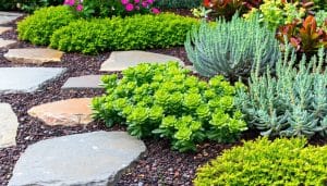drought-tolerant ground cover for landscaping