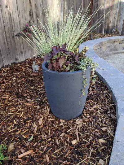 softscape-plantings-folsom-ca-1.webp
