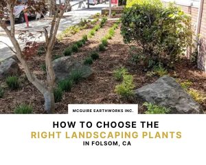 how-to-choose-the-right-landscaping-plants-in-folsom-ca